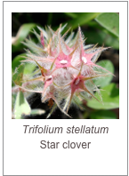 ￼Trifolium stellatum
Star clover