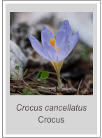 ￼Crocus cancellatus
Crocus