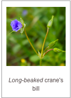 ￼Erodium gruinum
Long-beaked crane's bill