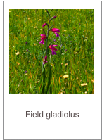 ￼Gladiolus italicus
Field gladiolus