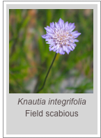 ￼Knautia integrifolia
Field scabious