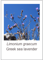 ￼Limonium graecum
Greek sea lavender