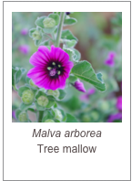 ￼Malva arborea
Tree mallow