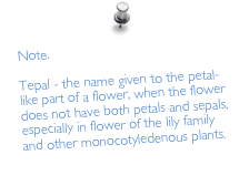 Note.

Tepal - the name given to the petal-like part of a flower, when the flower does not have both petals and sepals, especially in flower of the lily family and other monocotyledenous plants.
