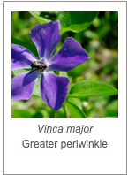 ￼Vinca major
Greater periwinkle