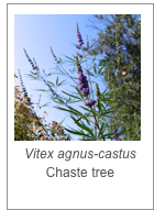 ￼Vitex agnus-castus
Chaste tree