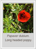 ￼Papaver dubium.
 Long headed poppy.