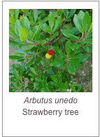 ￼Arbutus unedo
Strawberry tree