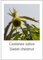 ￼Castanea sativa
Sweet chestnut