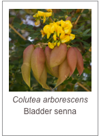 ￼Colutea arborescens
Bladder senna