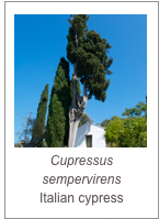 ￼Cupressus sempervirens
Italian cypress