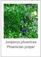￼Juniperus phoenicea
Phoenician juniper