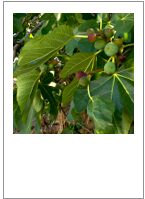 ￼Ficus carica
Fig tree