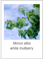 ￼Morus alba
white mulberry
