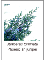 ￼Juniperus turbinata
Phoenician juniper