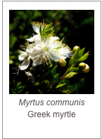 ￼Myrtus communis
Greek myrtle