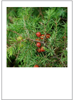 ￼Juniperus oxycedrus
Prickly juniper