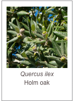 ￼Quercus ilex
Holm oak