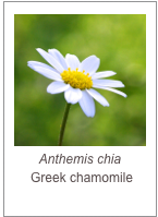 ￼Anthemis chia
 Greek chamomile