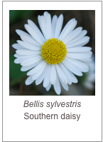 ￼Bellis sylvestris
Southern daisy
