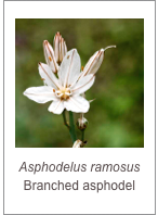 ￼Asphodelus ramosus
Branched asphodel