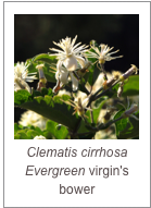 ￼Clematis cirrhosa
Evergreen virgin's bower