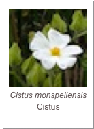 ￼Cistus monspeliensis 
Cistus