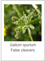 ￼Galium spurium
False cleavers