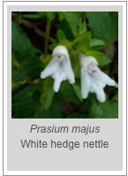 ￼Prasium majus
White hedge nettle