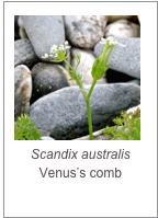 ￼Scandix australis
Venus’s comb