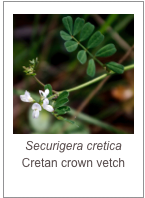 ￼Securigera cretica
Cretan crown vetch