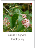 ￼Smilax aspera.
Prickly ivy
