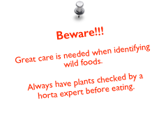 Beware!!!

Great care is needed when identifying wild foods.

Always have plants checked by a horta expert before eating.