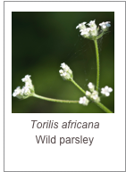 ￼Torilis africana
Wild parsley