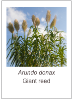 ￼Arundo donax
Giant reed