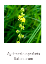 ￼
Agrimonia eupatoria
Italian arum
