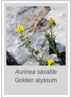 ￼Aurinea saxatile
Golden alyssum