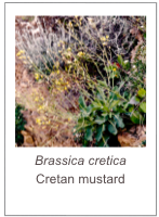 ￼Brassica cretica
Cretan mustard