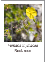 ￼Fumana thymifolia
Rock rose