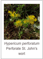 ￼Hypericum perforatum
Perforate St. John's wort
