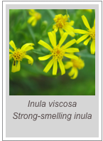 ￼Inula viscosa
Strong-smelling inula