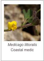 ￼Medicago littoralis
Coastal medic