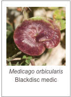 ￼Medicago orbicularis
Blackdisc medic