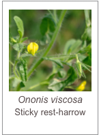 ￼Ononis viscosa 
Sticky rest-harrow