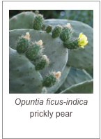￼Opuntia ficus-indica
prickly pear