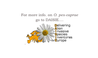 

 For more info. on O. pes-caprae
 go to DAISIE....
.￼

