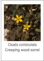 ￼Oxalis corniculata
Creeping wood sorrel