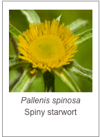 ￼Pallenis spinosa 
Spiny starwort