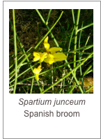 ￼Spartium junceum
Spanish broom
