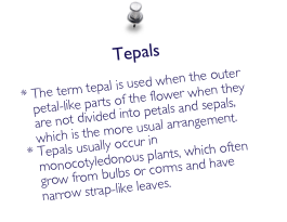 Tepals

The term tepal is used when the outer petal-like parts of the flower when they are not divided into petals and sepals, which is the more usual arrangement. 
Tepals usually occur in monocotyledonous plants, which often grow from bulbs or corms and have narrow strap-like leaves. 